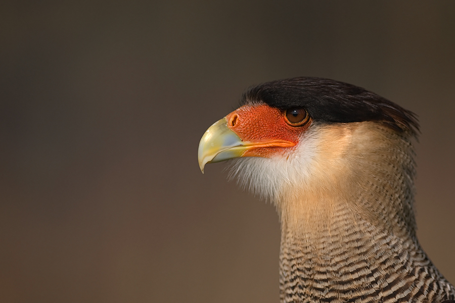 Southern Crested Caracara