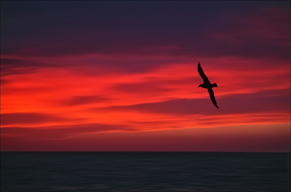 Southern Giant Petrel