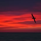 Southern Giant Petrel