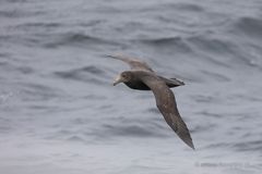 Southern Giant Petrel