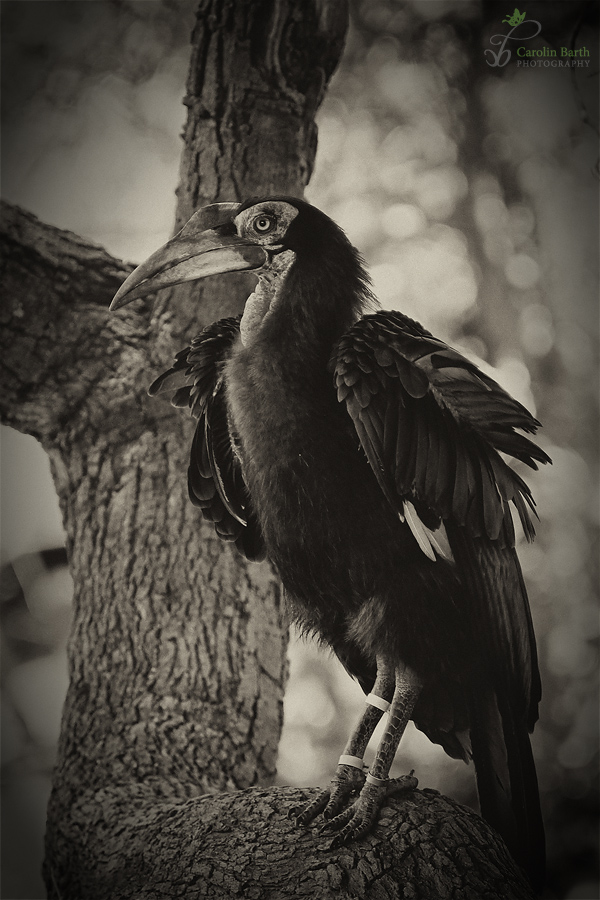 Southern ground hornbill