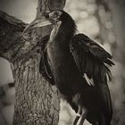 Southern ground hornbill