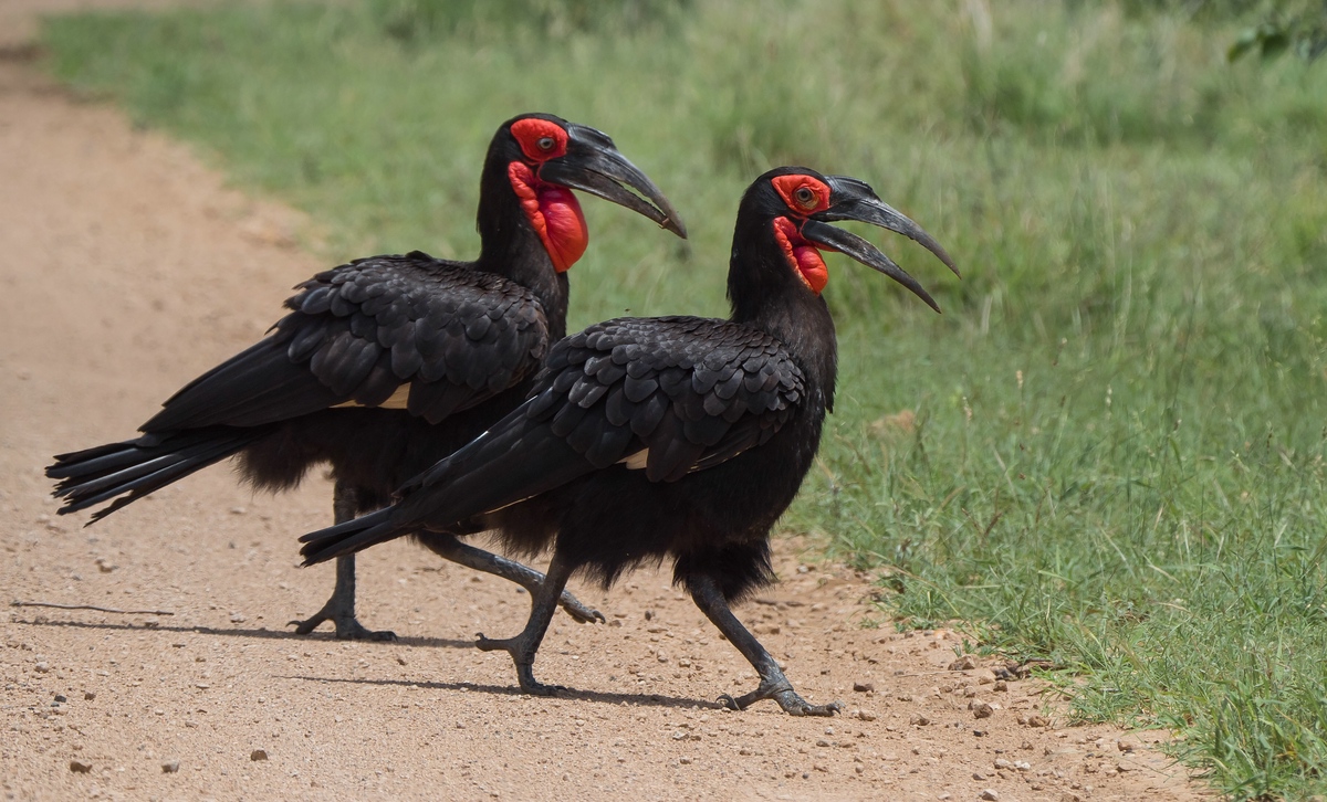 Southern Ground Hornbill