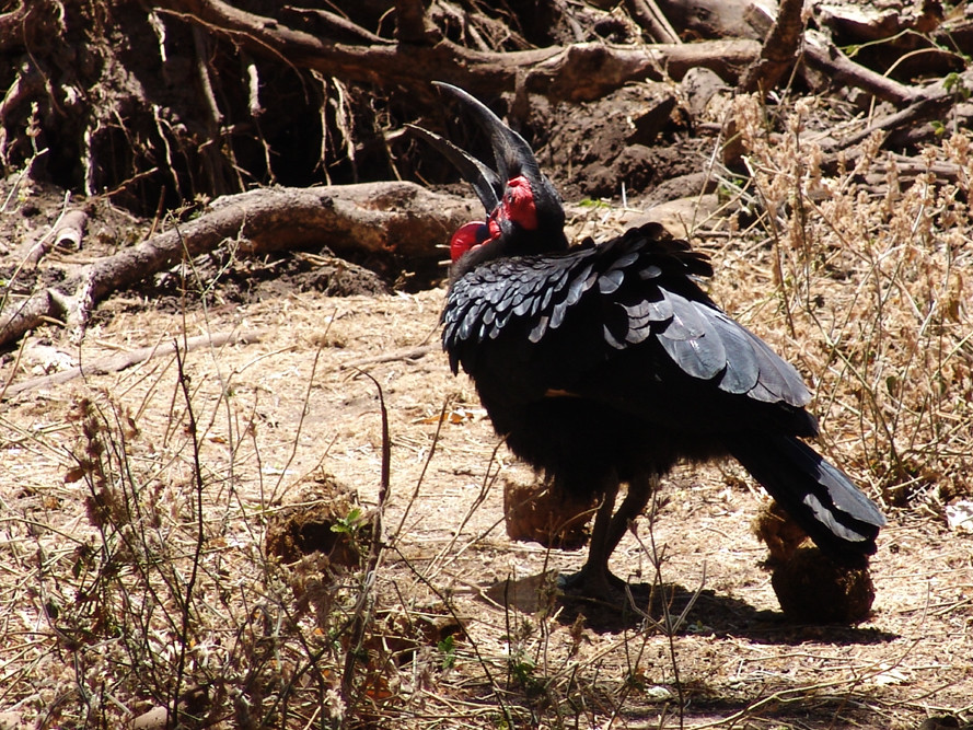 SOUTHERN GROUND HORNBILL