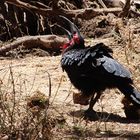 SOUTHERN GROUND HORNBILL