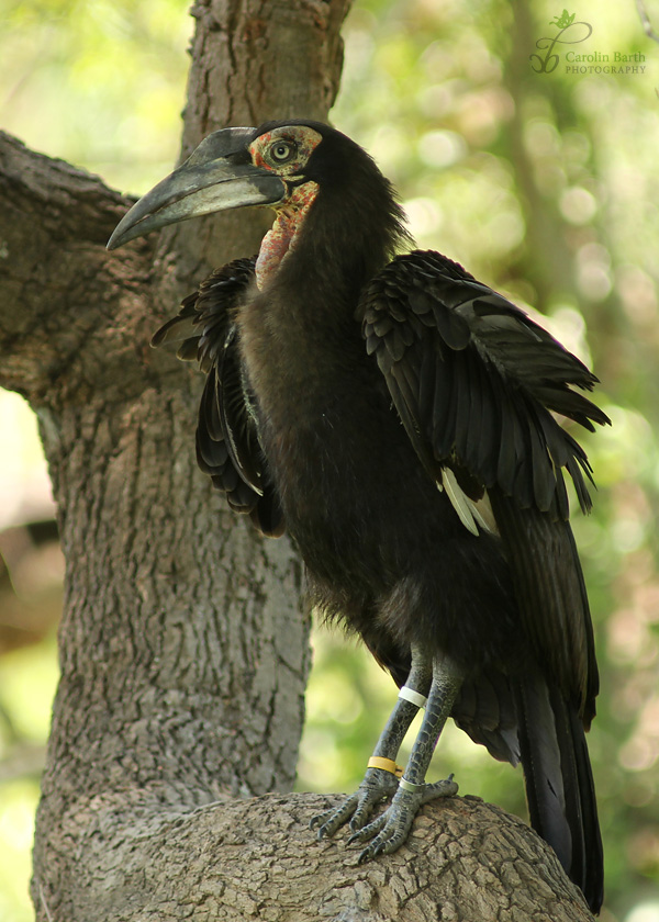 Southern Ground Hornbill