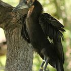 Southern Ground Hornbill