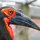 Southern Ground Hornbill