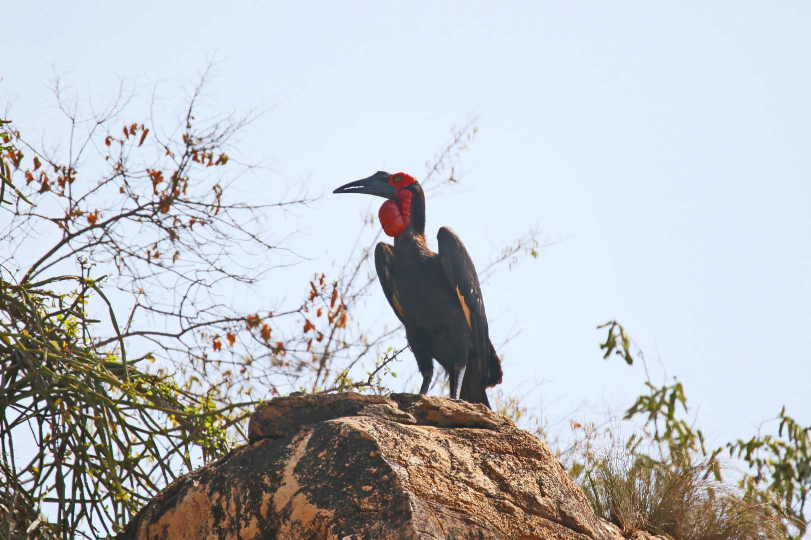 Southern ground hornbill