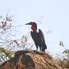 Southern ground hornbill