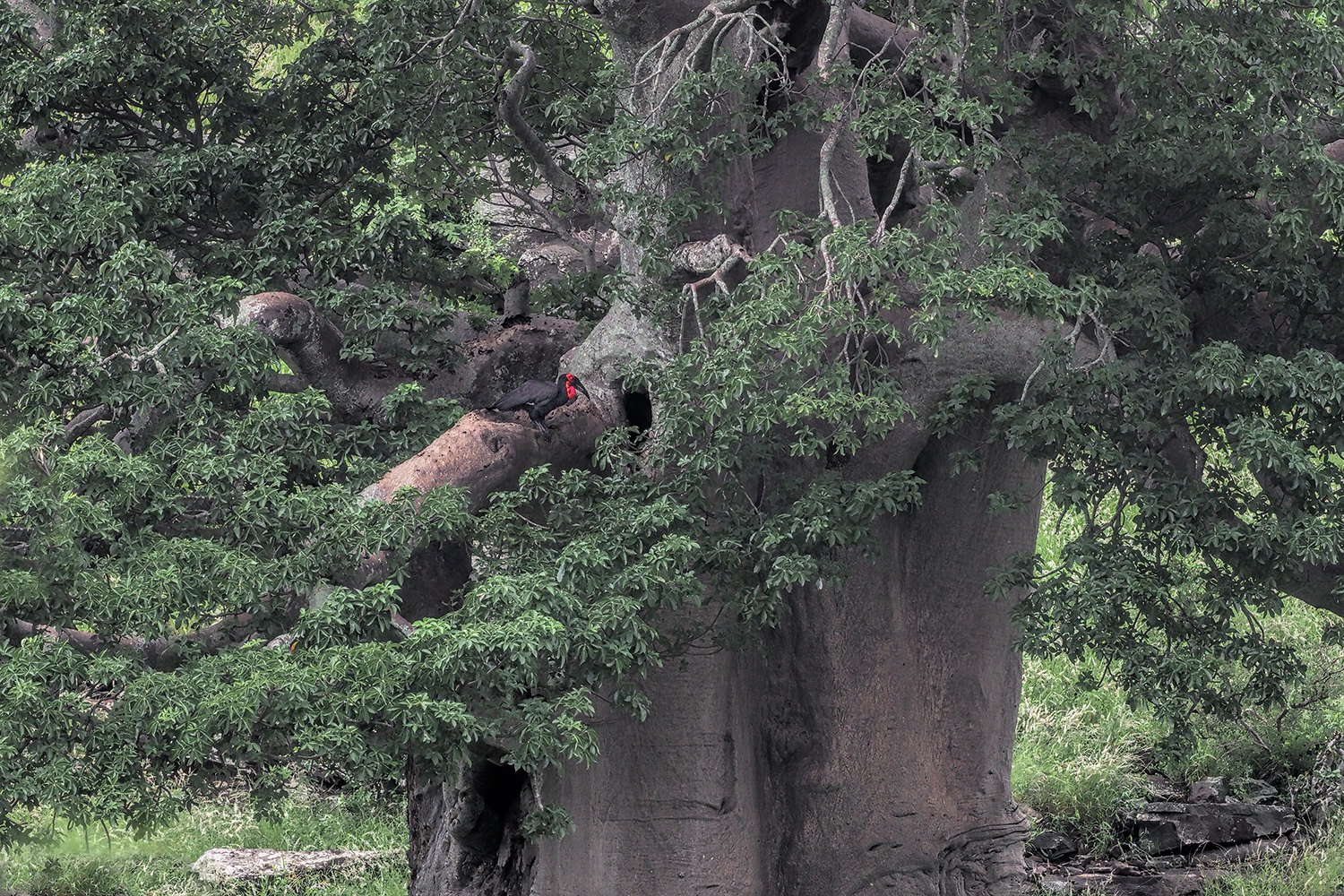 Southern Ground-Hornbill auf imposantem Baobab