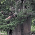 Southern Ground-Hornbill auf imposantem Baobab
