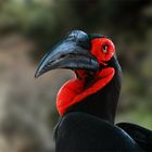 Southern Ground Hornbill  / bucorvus leadbeateri