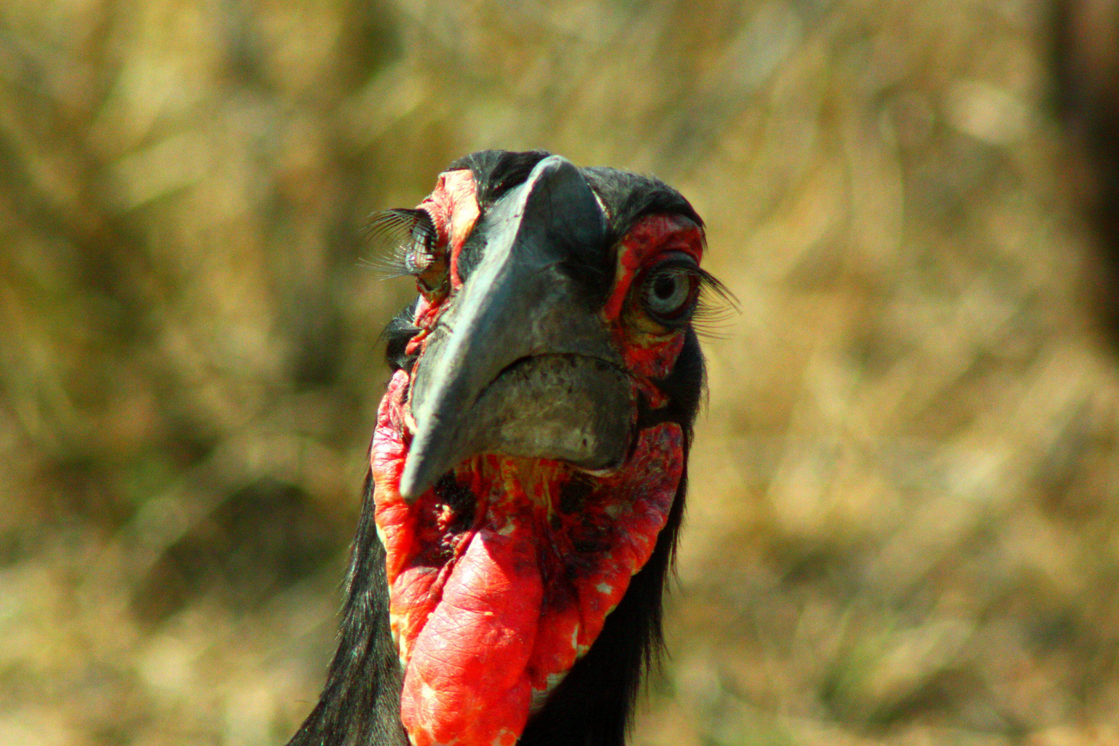 southern ground hornbill