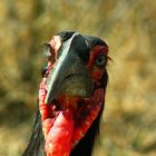 southern ground hornbill