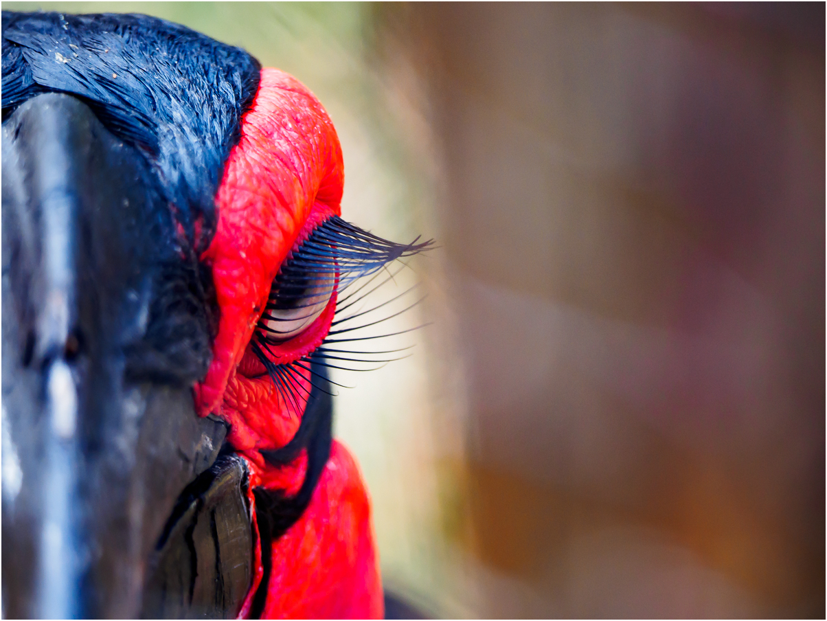 Southern ground hornbill - Hornrabe