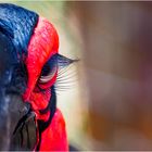 Southern ground hornbill - Hornrabe