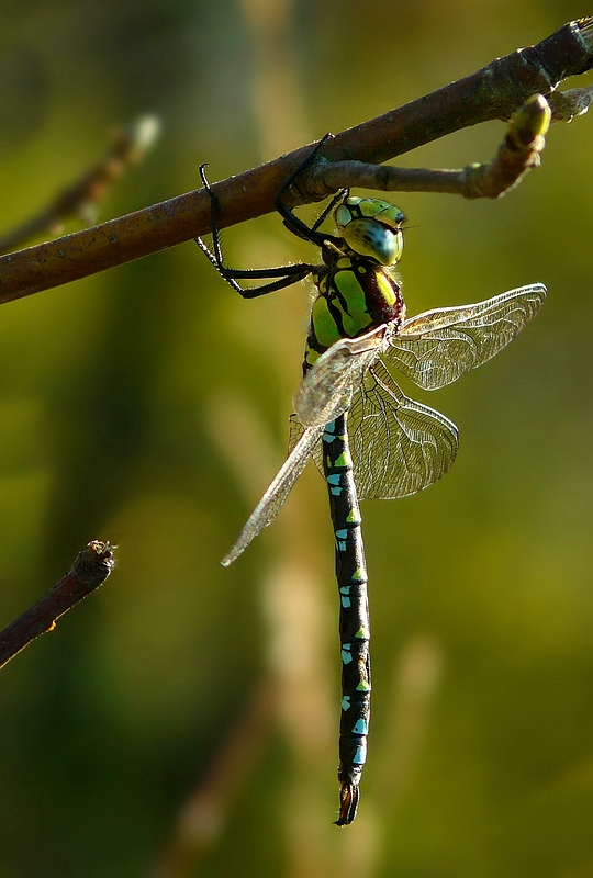 Southern Hawker