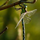 Southern Hawker