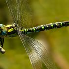 Southern Hawker 