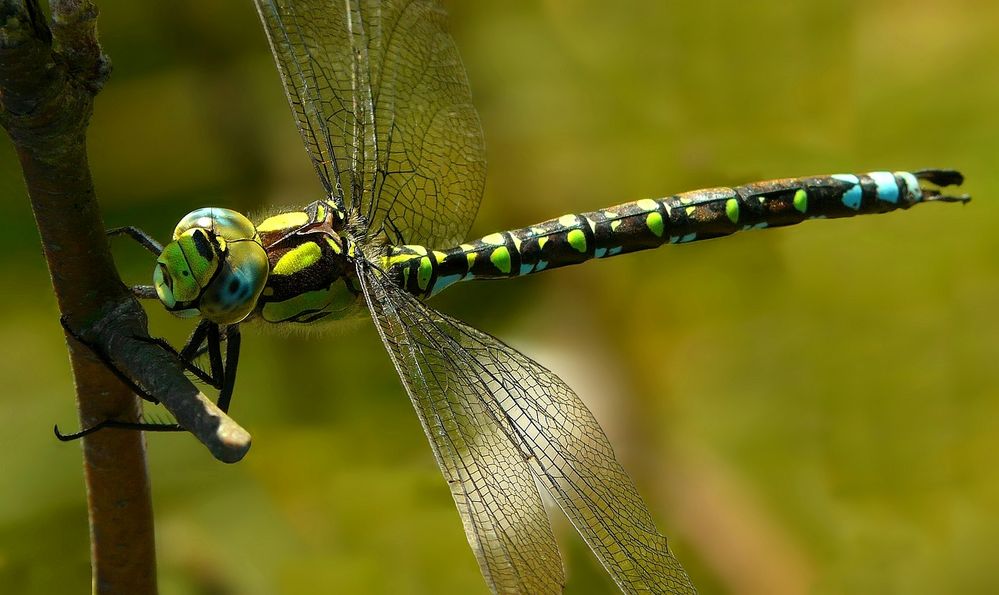 Southern Hawker 