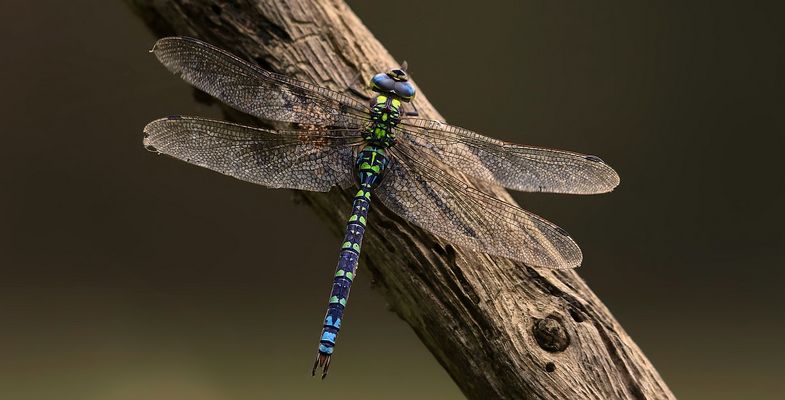 Southern Hawker