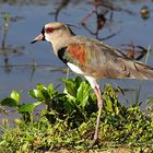 Southern Lapwing, Vanellus Chilensis