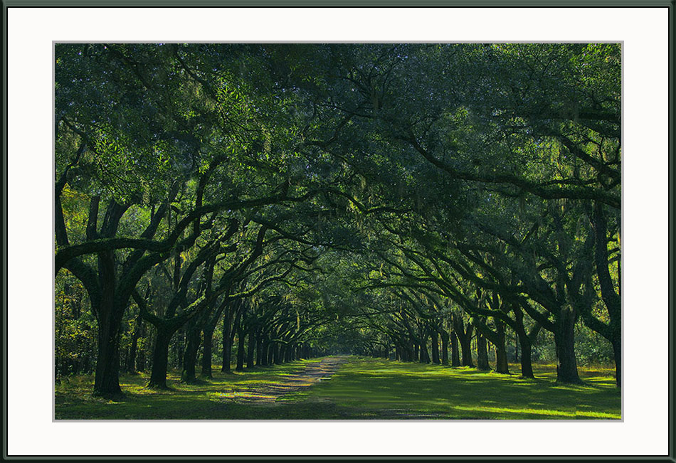 Southern Live Oaks