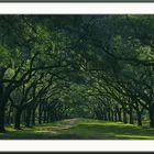 Southern Live Oaks