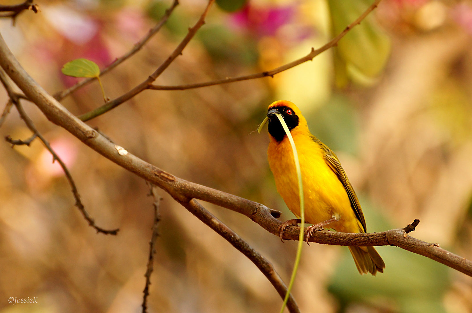 Southern masked weaver