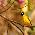 Southern masked weaver