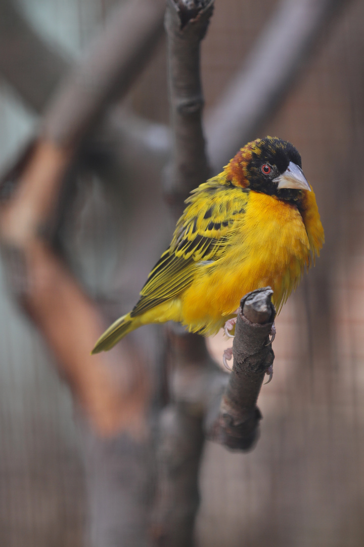 Southern Masked Weaver