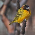 Southern Masked Weaver