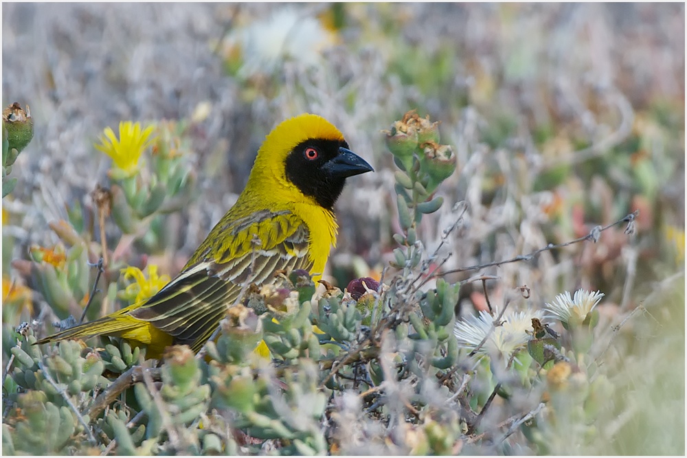 Southern Masked Weaver (Süd-Afrika)