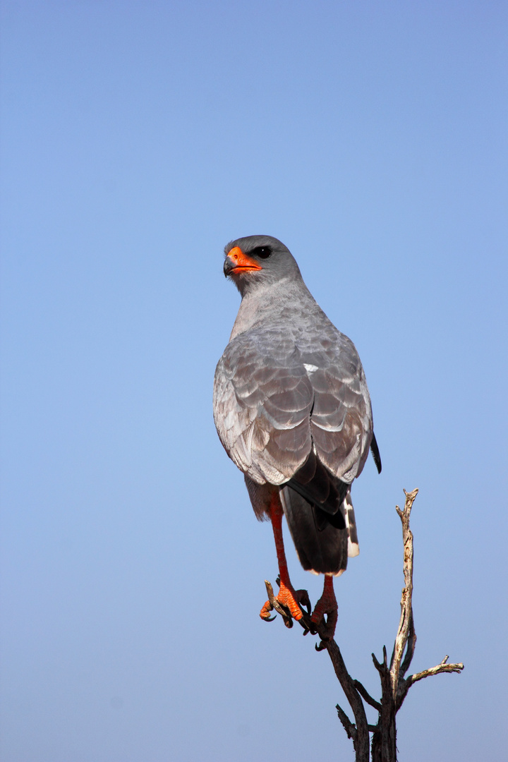 Southern Pale Chanting Goshawk