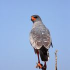 Southern Pale Chanting Goshawk