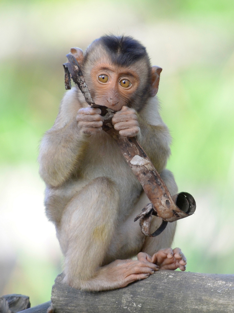 Southern pig-tailed macaque