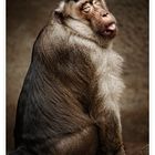 Southern Pig-tailed Macaque