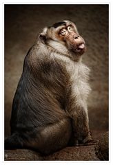 Southern Pig-tailed Macaque