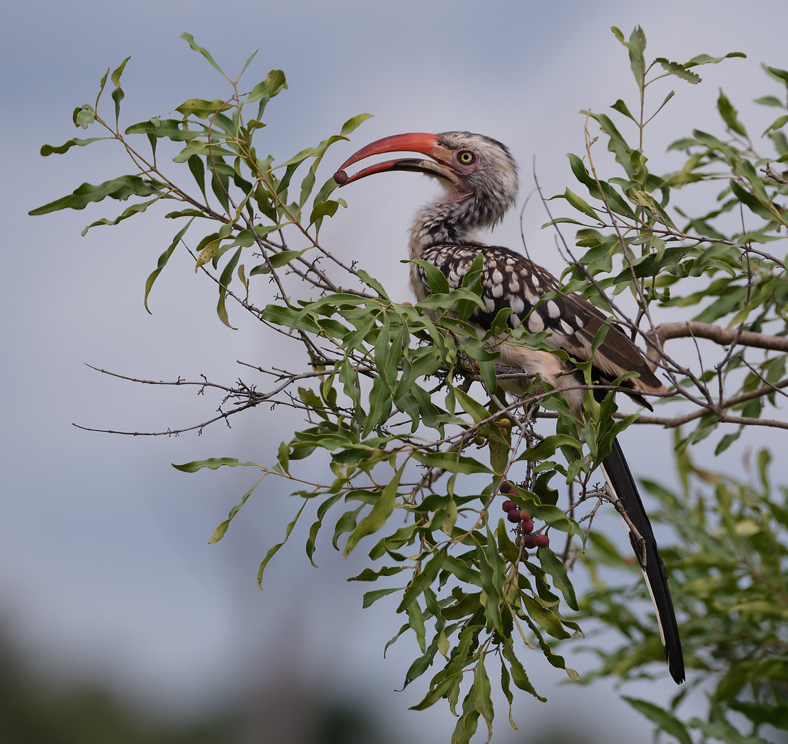 Southern red-billed hornbill (Mopanetoko)