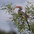 Southern red-billed hornbill (Mopanetoko)