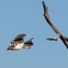 Southern red-billed Hornbill - Nashornvogel