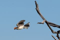 Southern red-billed Hornbill - Nashornvogel