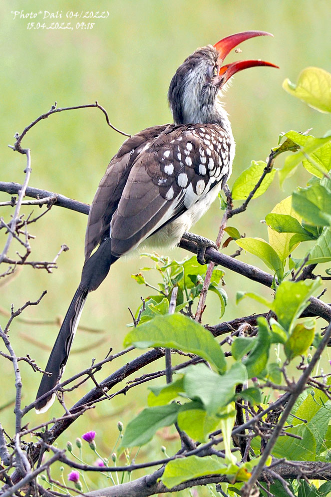 Southern Red-billed Hornbill | Tockus rufirostris