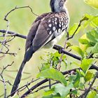 Southern Red-billed Hornbill | Tockus rufirostris