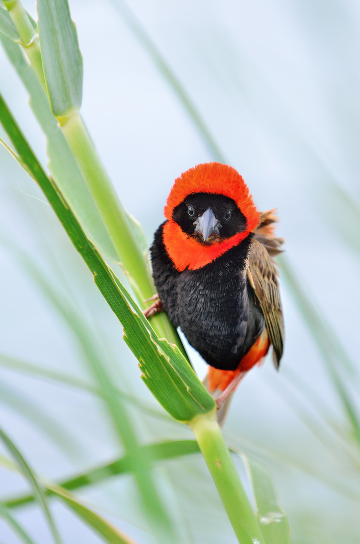 southern red bishop