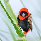 southern red bishop