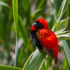 Southern Red Bishop