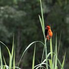 Southern Red Bishop / Oryxweber