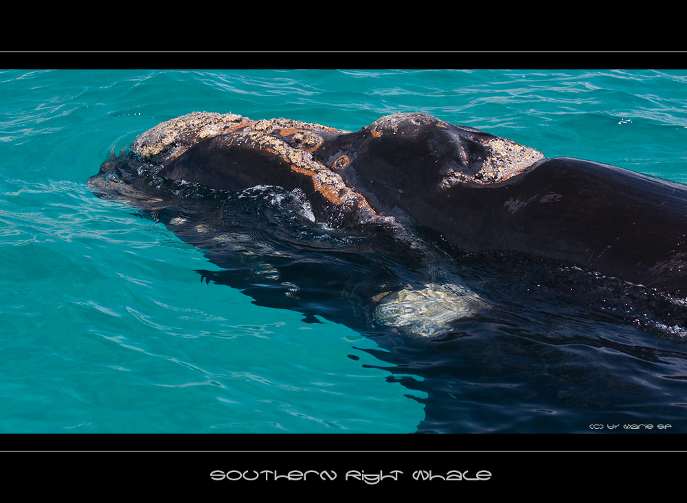 Southern Right Whale